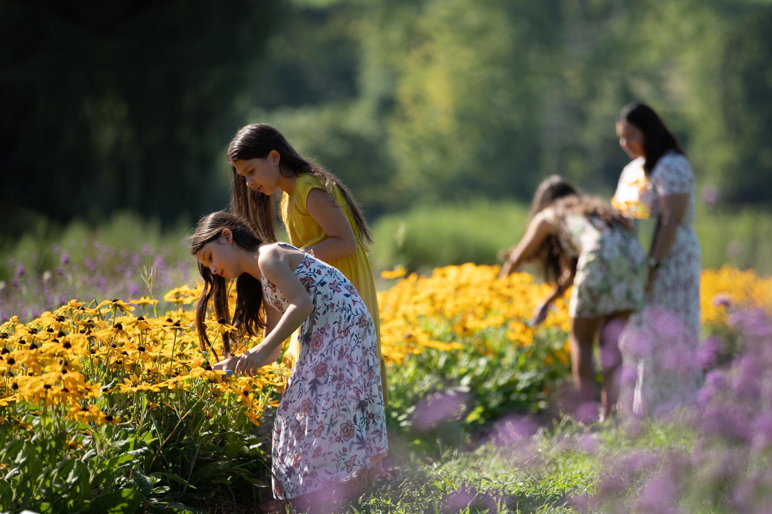 Mom and 3 kids walking through a field of yellow and purple flowers